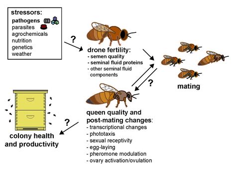 male bees die after mating|The Life Cycle Of A Male Bee: Mating Behavior